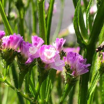 スターチスの投稿画像一覧 Greensnap グリーンスナップ