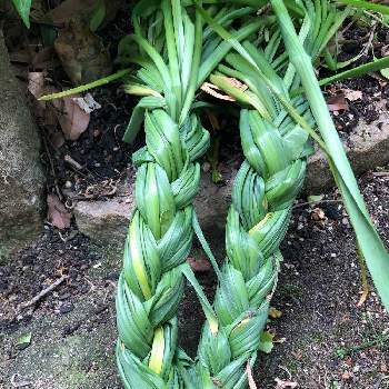 水仙の葉の投稿画像一覧 Greensnap グリーンスナップ