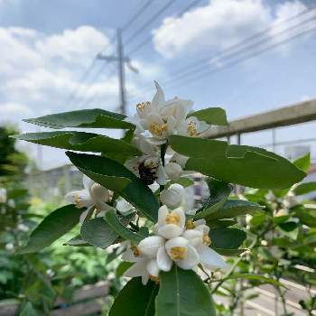 すだちの花の投稿画像一覧 Greensnap グリーンスナップ