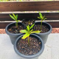 ルクマ,lucuma,植え替え,希少,スーパーフードの画像