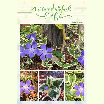 常緑つる性植物の投稿画像一覧 Greensnap グリーンスナップ