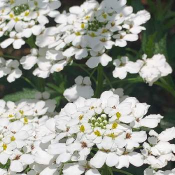 トキワマガリバナの画像 by さらさん | 小さな庭とトキワマガリバナとイベリス トキワマガリバナ♪と小さな花と白い花とさわやか