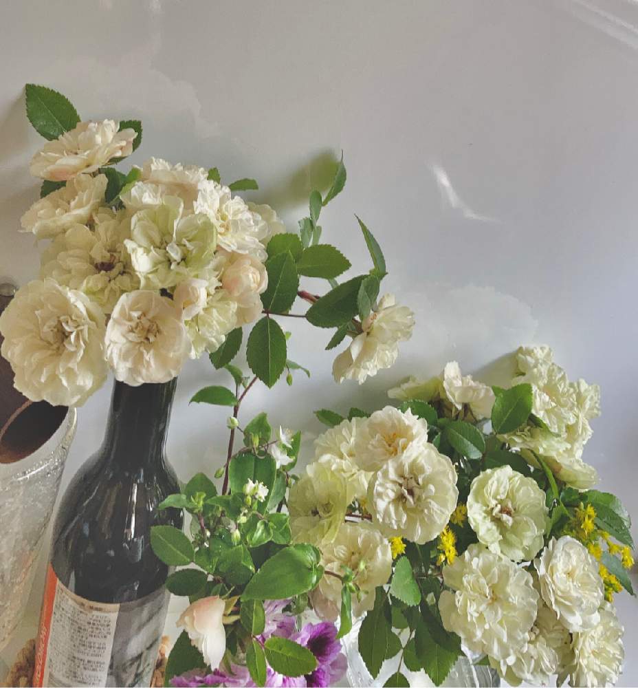 ミニバラ グリーンアイスの投稿画像 By かぶとさん 切り花と白い花と剪定とばら バラ 薔薇と剪定花 21月5月14日 Greensnap グリーンスナップ