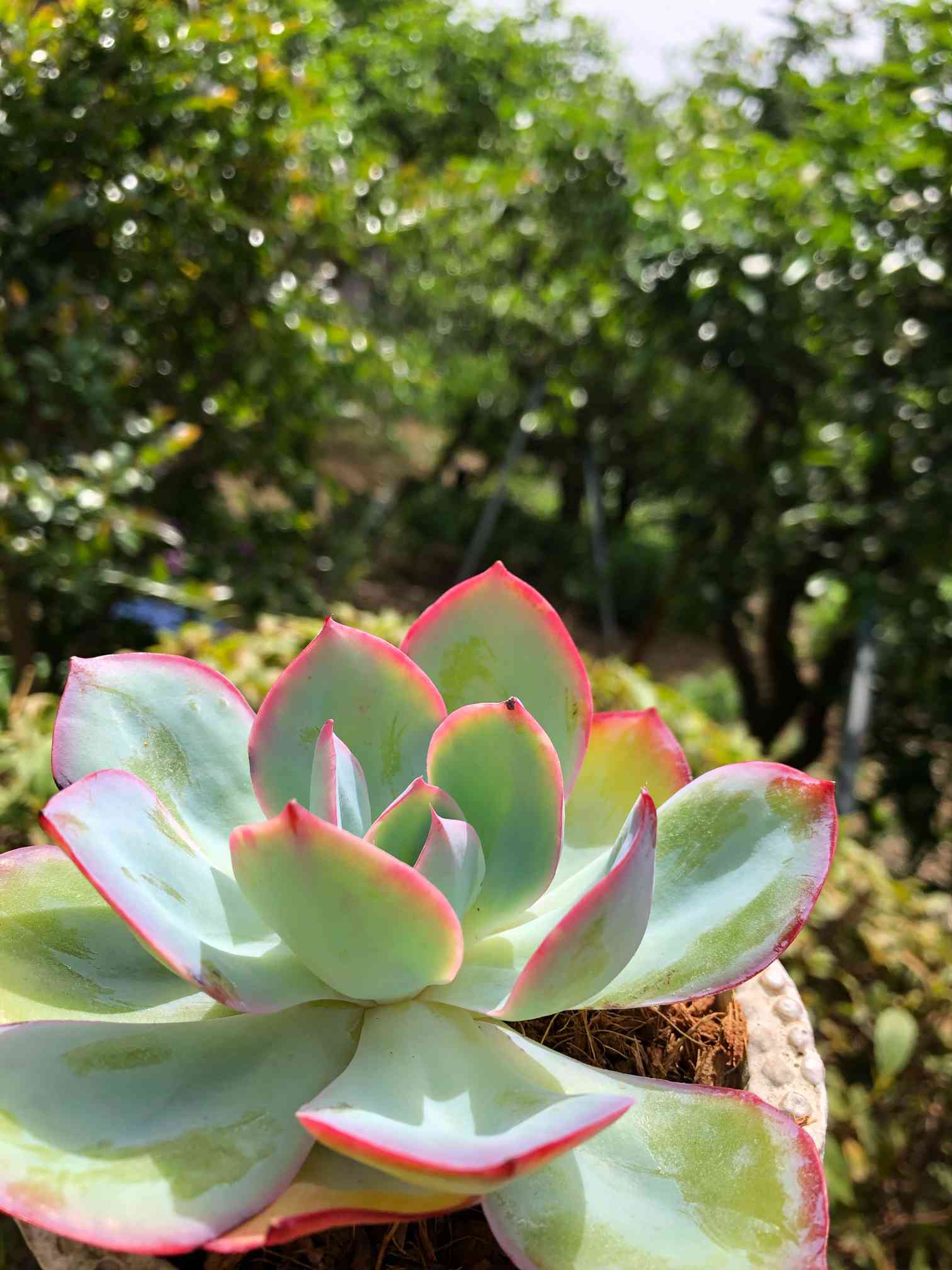 ネオンライト 多肉の一覧｜🍀GreenSnap（グリーンスナップ）