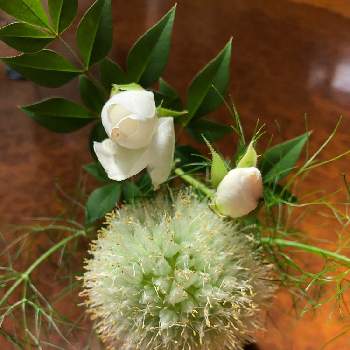 白ばらの投稿画像一覧 Greensnap グリーンスナップ