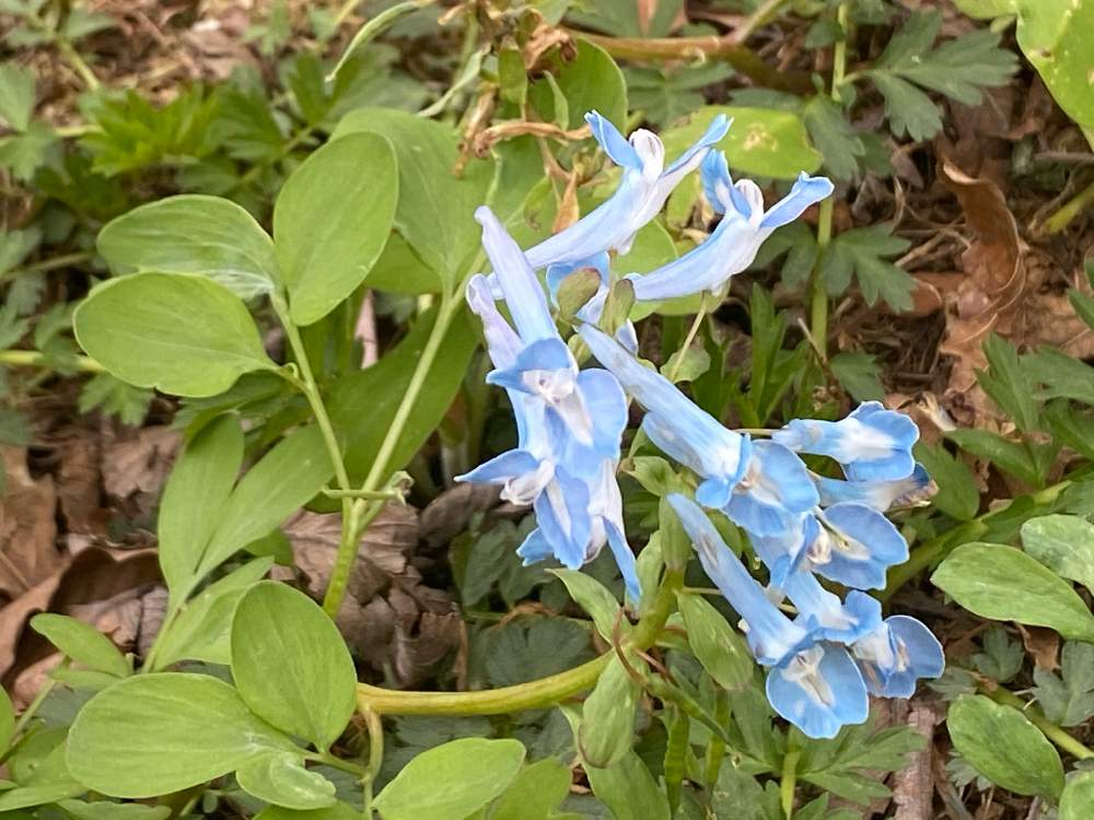 北海道の景色の投稿画像 By Charkunさん 北海道ガーデン街道と六花の森と山野草とエゾエンゴサク と北海道と森の妖精 21 月5月14日 Greensnap グリーンスナップ