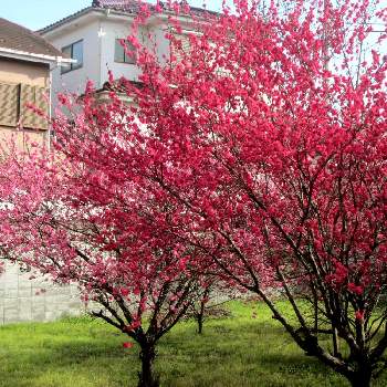 梅の花の投稿画像一覧 Greensnap グリーンスナップ