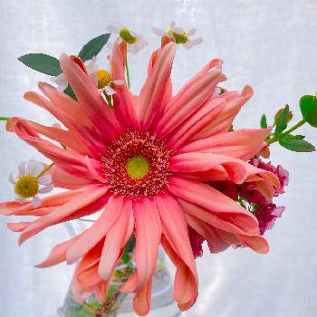 スターチスの投稿画像一覧 Greensnap グリーンスナップ