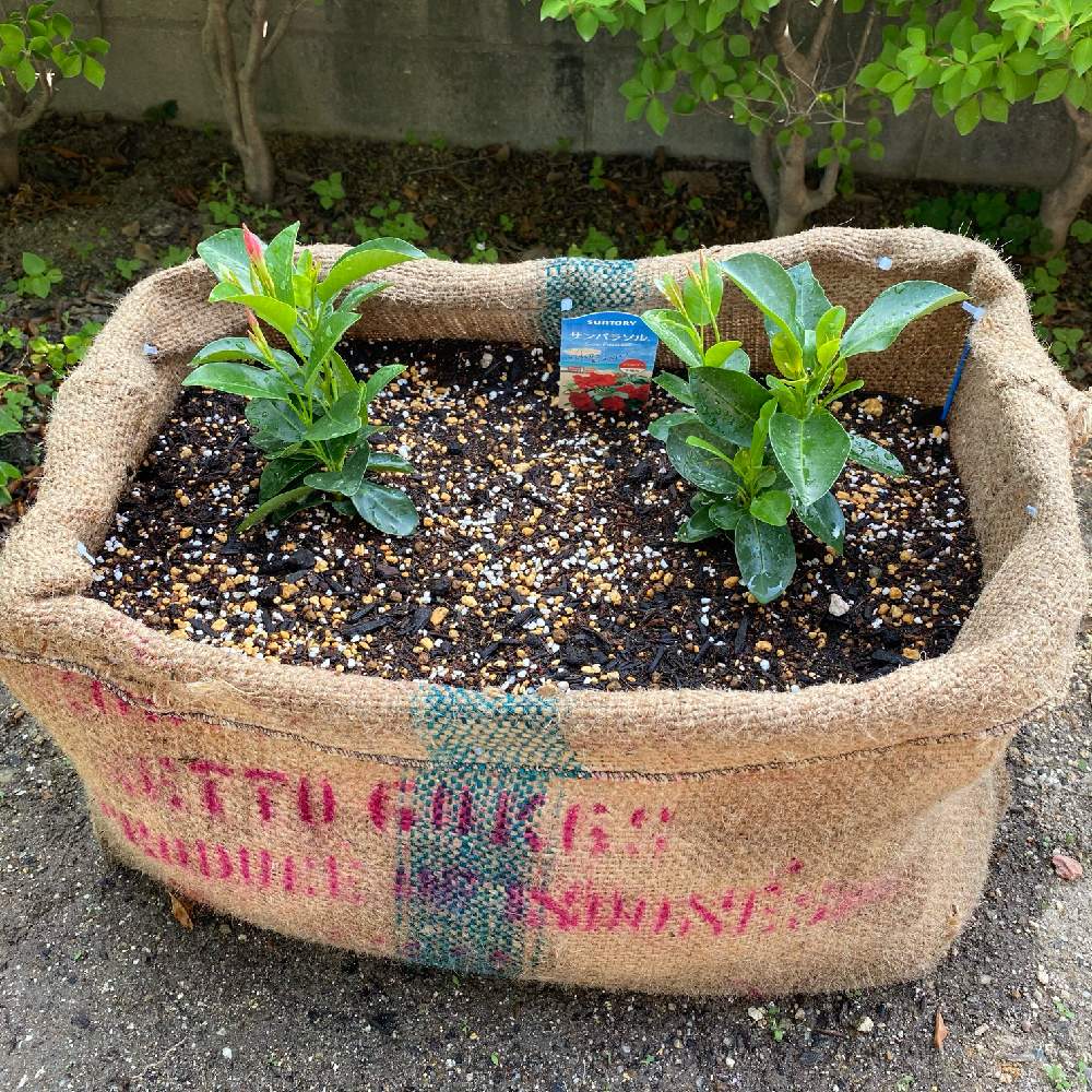 コーヒー豆麻袋で植物🌱を育てはじめるまで｜🍀GreenSnap（グリーンスナップ）