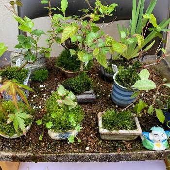 腰水管理の画像 by @6033さん | 小さな庭と小品盆栽盛りと小品盆栽と腰水管理と小さな庭♡と夏の用意