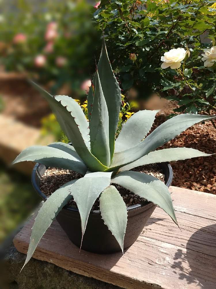 Agave パリーパリー 植物 | discovermediaworks.com