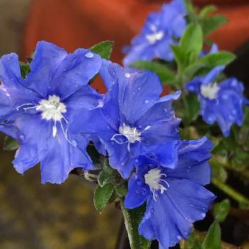 アメリカンブルー越冬の画像 by meru♡さん | 小さな庭とアメリカンブルーと青い花と花のある暮らしとアメリカンブルー越冬とおうち園芸