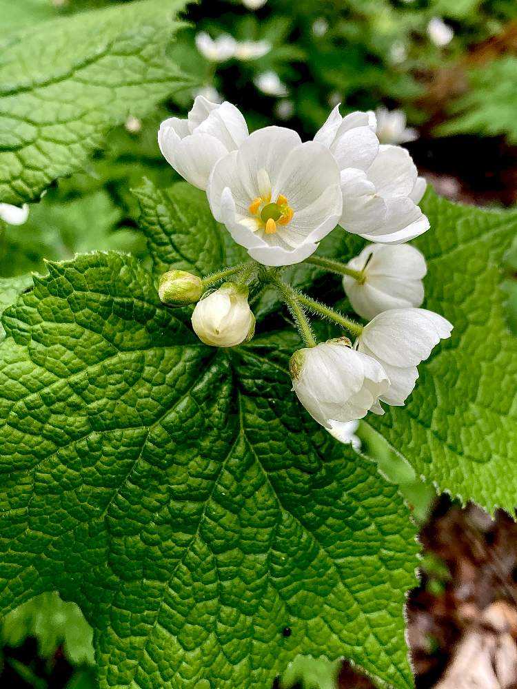 夢見心地の花散歩 Greensnap グリーンスナップ