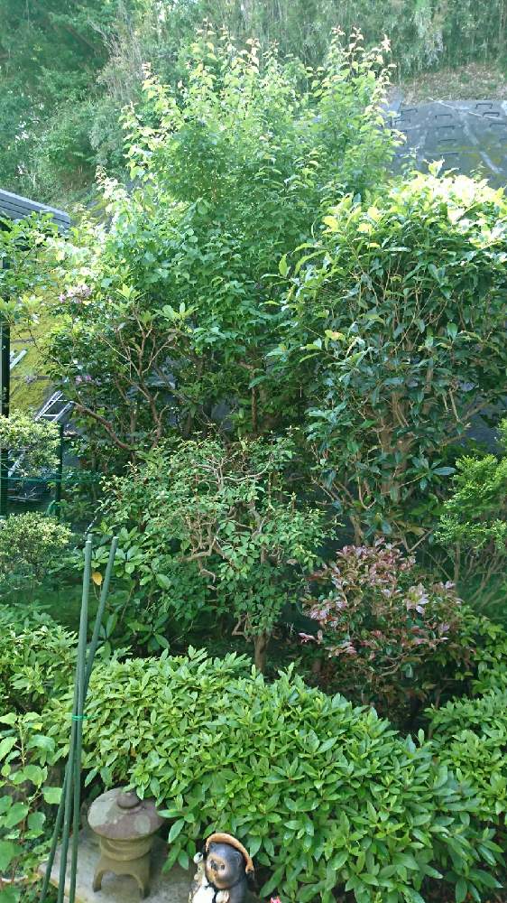 庭一件剪定依頼 Greensnap グリーンスナップ