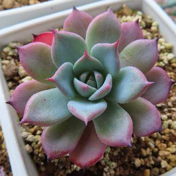 鋭い爪の投稿画像一覧 Greensnap グリーンスナップ