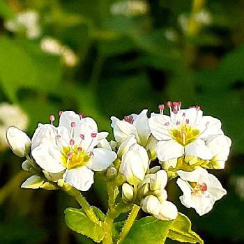 蕎麦の花の投稿画像一覧 Greensnap グリーンスナップ