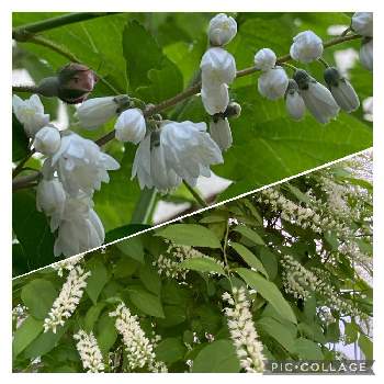 コバノズイナの花の投稿画像一覧 Greensnap グリーンスナップ