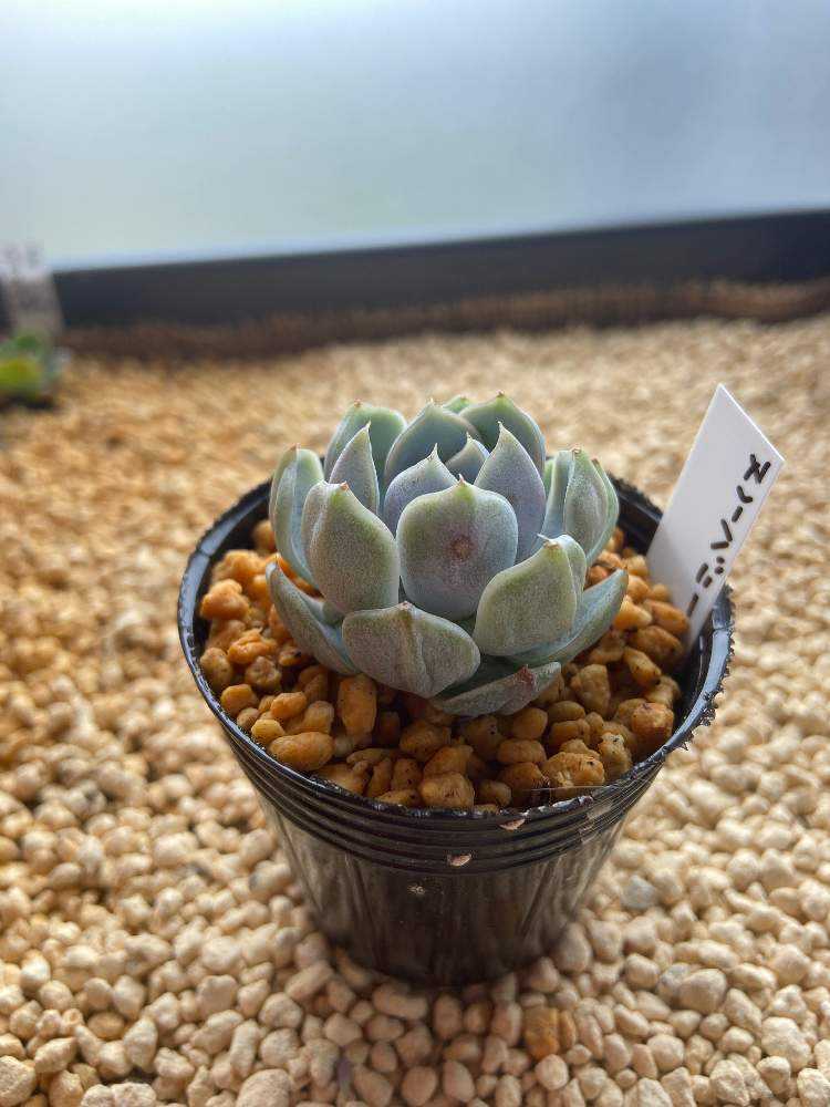 成長記録 スノーバニー｜🍀GreenSnap（グリーンスナップ）