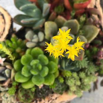 新品同様 流木多肉寄せ植えno 136 5ccb6e4c 定期お届け便 Pn Batam Go Id