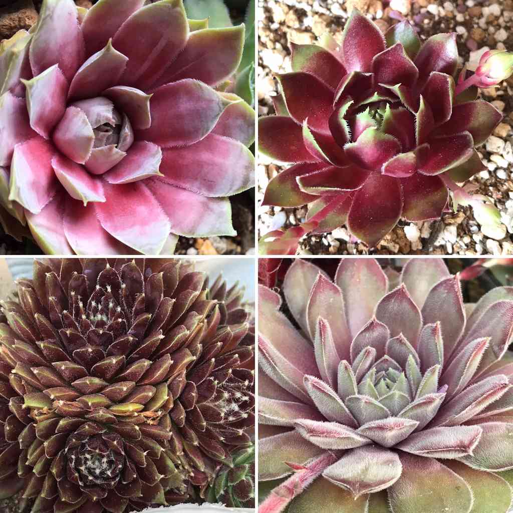 センペルビウム サンドロップの一覧｜🍀GreenSnap（グリーンスナップ）