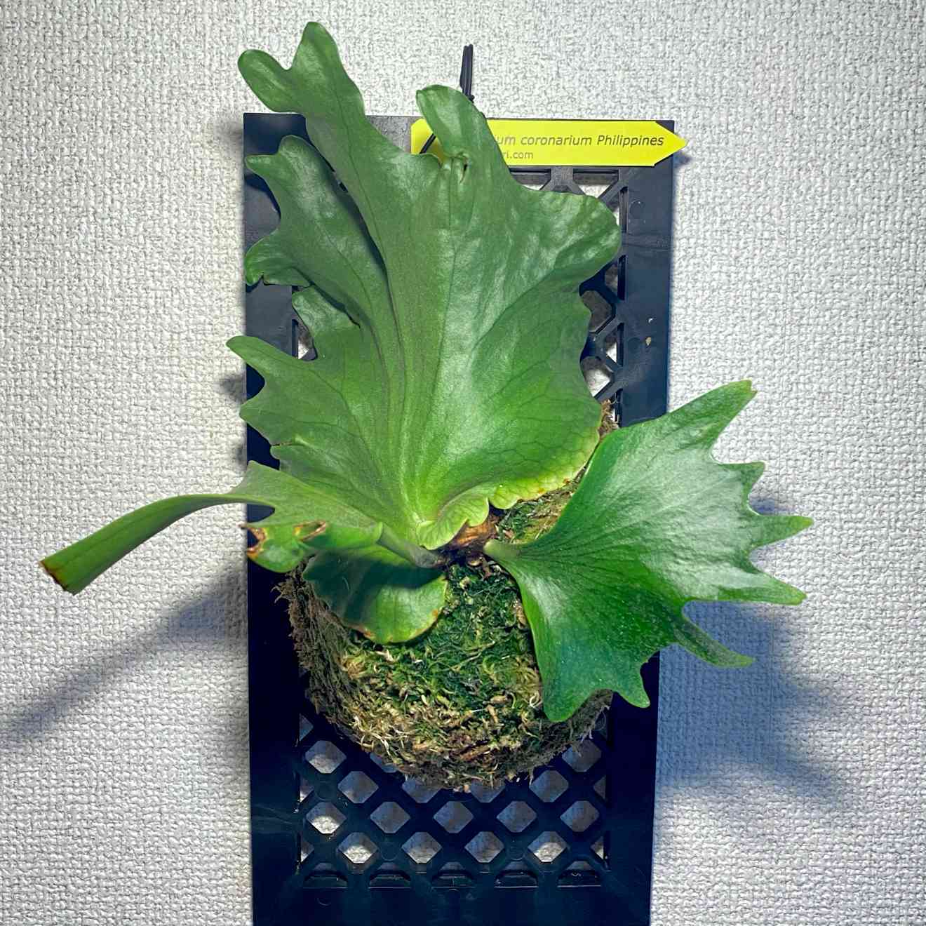 ビカクシダ コロナリウム フィリピネス ① 話題の人気 植物/観葉植物