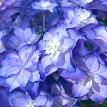 自粛生活楽しもうの画像 by ぴすたちおさん | ハイドランジア　万華鏡と癒しとオシャレと季節の花ときれいとおうち園芸と楽しく自粛とナチュラルと緑のある暮らしと美しいと綺麗なお花とflowerと自粛生活楽しもうとアジサイ　紫陽花と可愛いとガーデニングと花のある暮らしとチーム・ブルーと大人かわいい♪とか〜わい〜と紫陽花コレクション