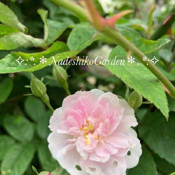 一季咲きの薔薇の投稿画像一覧 Greensnap グリーンスナップ