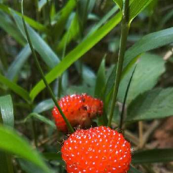 野いちご の投稿画像一覧 Greensnap グリーンスナップ