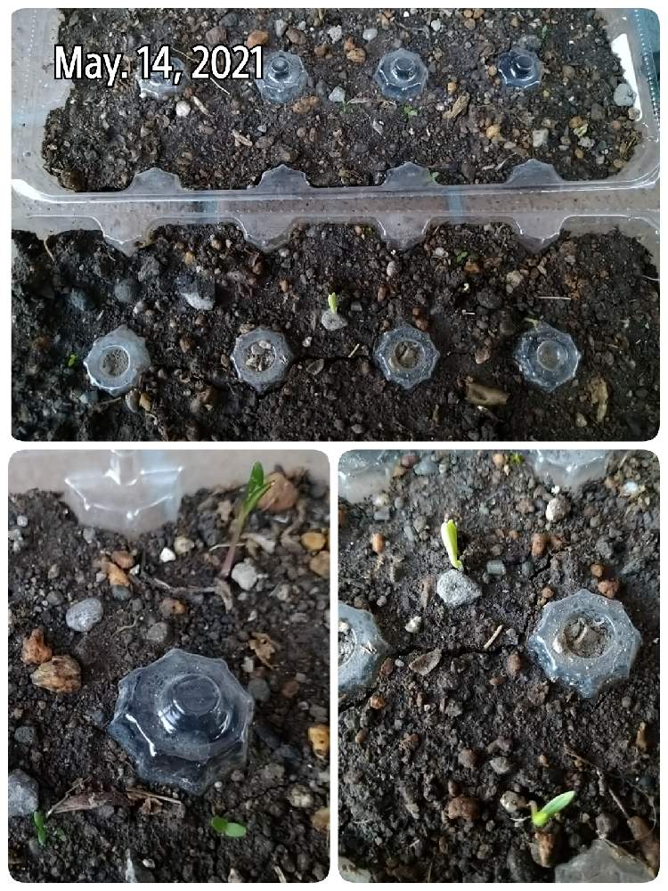 コスモスの投稿画像 By ゆーさん 種まきとかわいい とたまごのパックと嬉しい と花のある暮らし 21月5月14日 Greensnap グリーンスナップ