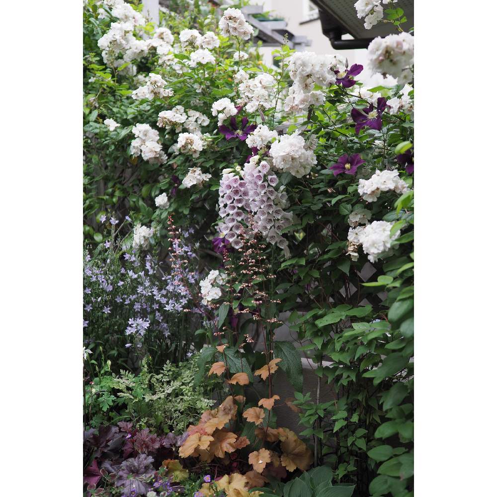小さな庭の画像 by 我楽多さん | 小さな庭といつもの箱庭（メインの花壇）とOM-D E-M1Ⅱと五月の箱庭とOLY 17mm F1.2
