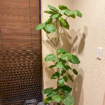 ウンベラータ挿し木の画像 by rikimakkuroさん | 階段/廊下とウンベラータとフィカス　ウンベラータとウンベラータ♡︎ʾʾとウンベラータ挿し木とみどりのまとめとおうち園芸