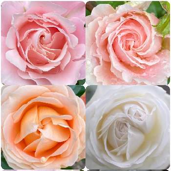 白　薔薇の画像 by ふぁりさん | 小さな庭とピンクの花と白　薔薇と伊吹　薔薇と薔薇のある暮らし♡と自慢のバラ_2021と薔薇♪と薔薇が好き