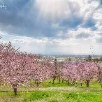 『2021桜』フォトコンテストの画像 by セナさん | お出かけ先とサクラとファインダー越しの私の世界と自然と景色と一眼レフと風景と『2021桜』フォトコンテスト