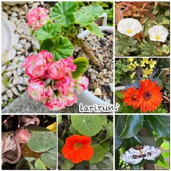 シクラメンの種の投稿画像一覧 Greensnap グリーンスナップ