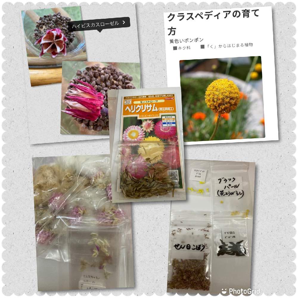 種や挿し木挿し芽でお花を育てよう Greensnap グリーンスナップ