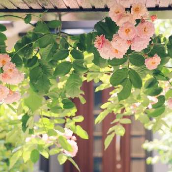 つるバラ誘引の投稿画像一覧 Greensnap グリーンスナップ