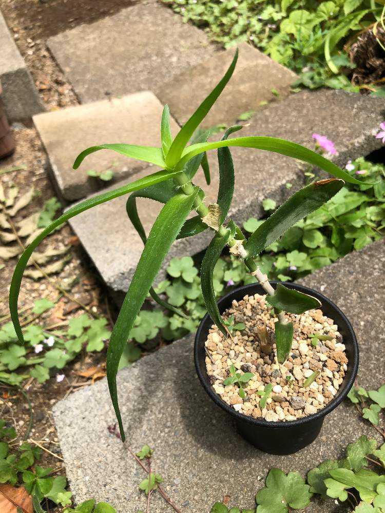 特選株 Aloe テヌイオール アロエ 多肉植物