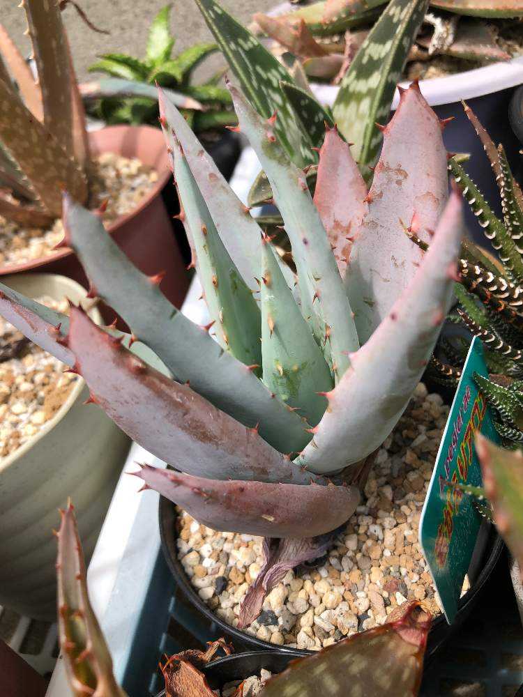 アロエ ペグレラエ Greensnap グリーンスナップ