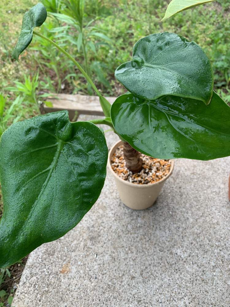 クワズイモ成長記録 Greensnap グリーンスナップ