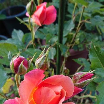 バラ ディズニーランドローズの投稿画像一覧 Greensnap グリーンスナップ