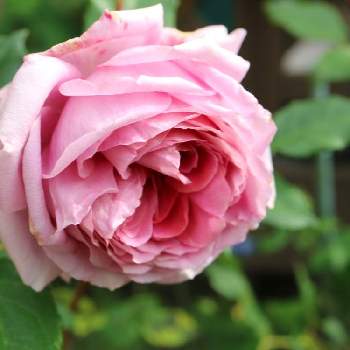 フォーユアホームの画像 by ミルキーさん | 小さな庭とフォーユアホームと自慢のバラ_2021と薔薇愛同盟と朝日を浴びてと一番花と花のある暮らしと薔薇のある暮らしと毎年咲いてくれてありがとうと咲いた！
