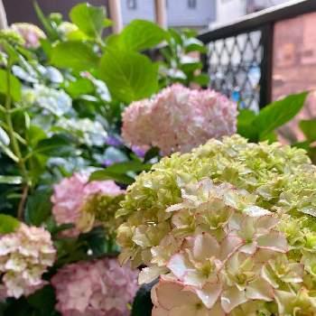 紫陽花 メロウ ピンクの投稿画像一覧 Greensnap グリーンスナップ