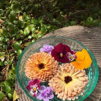 浮き花の投稿画像一覧 Greensnap グリーンスナップ 浮き花の投稿画像一覧 Greensnap グリーンスナップ