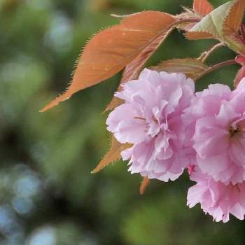 『2021桜』フォトコンテストの画像 by ykrさん | 桜・関山(かんざん）と北海道と一眼レフと落葉広葉樹と『2021桜』フォトコンテスト