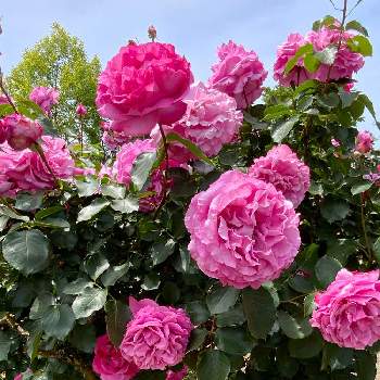 ㊗️じゅんさん3300picの画像 by ピカピカさん | お出かけ先と薔薇 イヴ・ピアッチェと青い花とピンクの春2021と㊗️じゅんさん3300picと㊗️PONJIさん3500pic