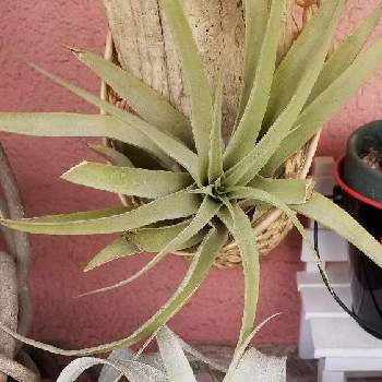 チランジア カピタータピーチの投稿画像一覧 Greensnap グリーンスナップ