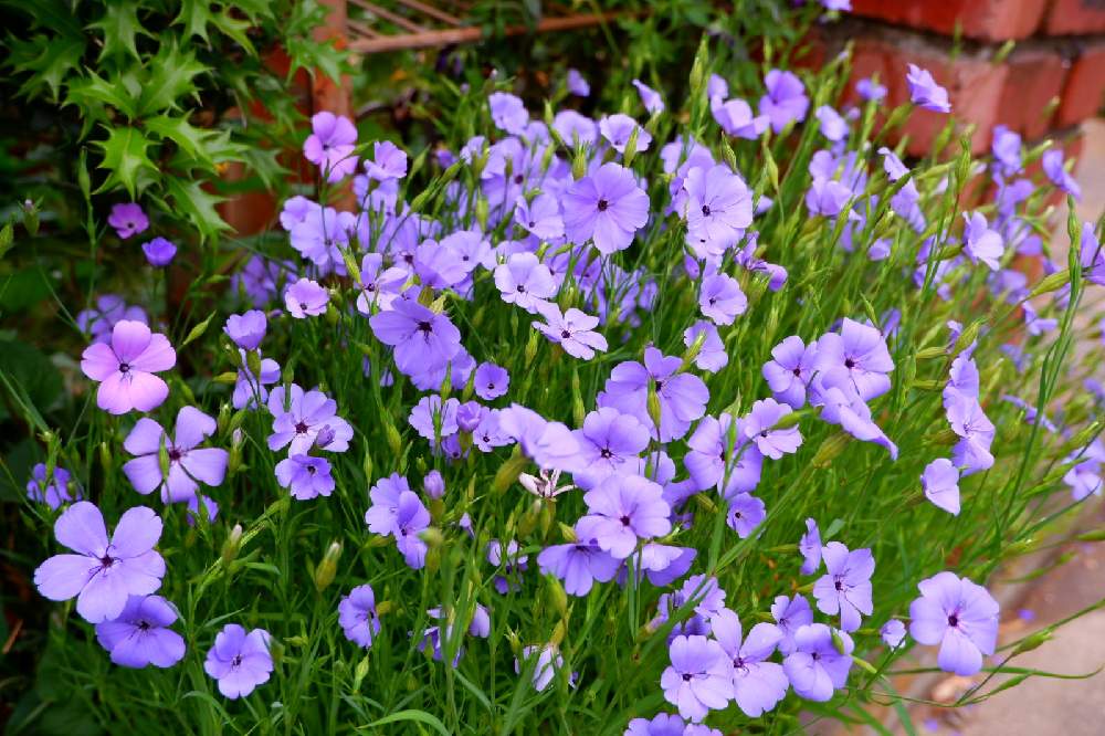 花の種　ビスカリア ブルーエンジェル 種子