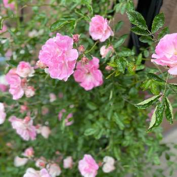 つる薔薇 春霞の画像 by こすもすさん | 小さな庭とつる薔薇 春霞と自慢のバラ_2021とばら バラ 薔薇と小さな花びらとピンク大好きとピンクのお花とお花が好き♡