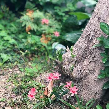 ヒメオウギの投稿画像一覧 Greensnap グリーンスナップ