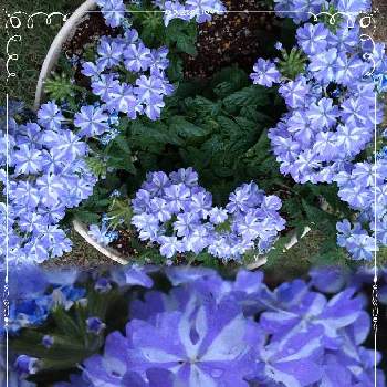 バーベナ 〈スーパーベナ〉の画像 by meimommyさん | 小さな庭とバーベナ 〈スーパーベナ〉とお花がある暮らしと青いお花とおうち園芸とお花に癒されてと宿根とガーデニング